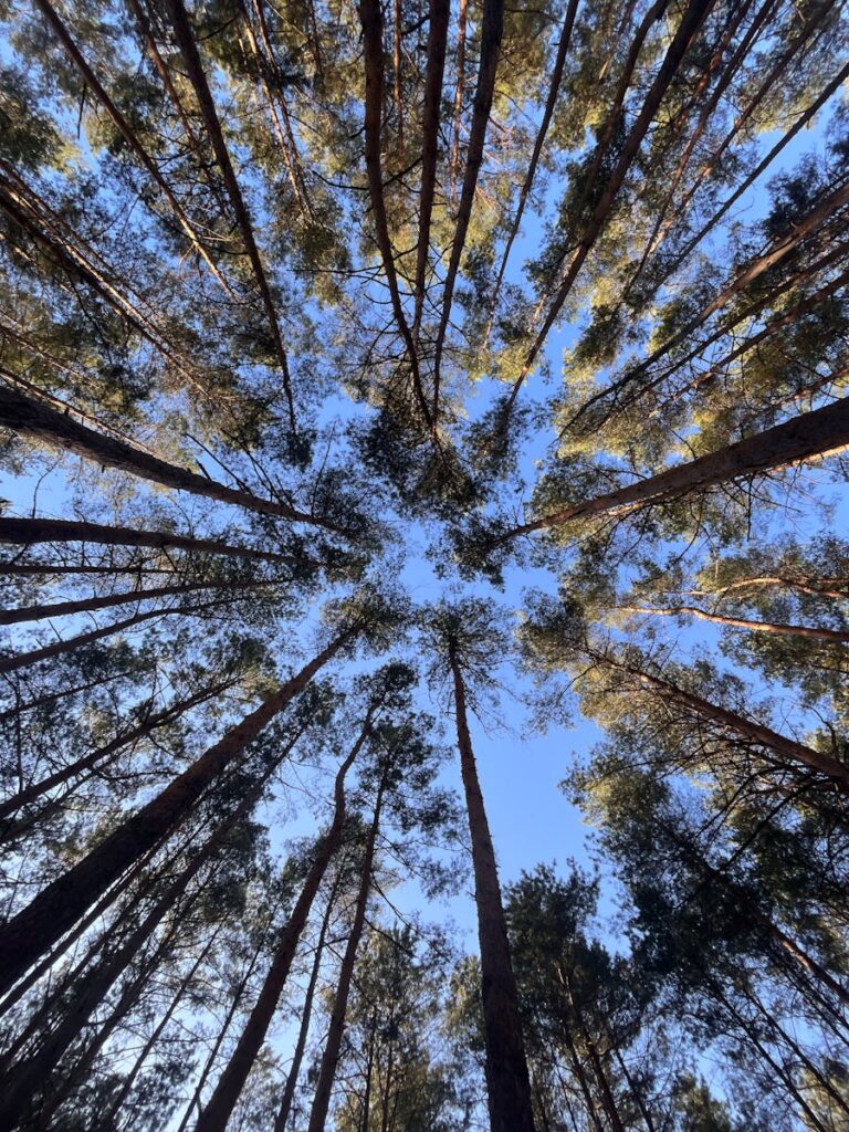 Upward view of tall, majestic pine trees in a forest against a clear blue sky.